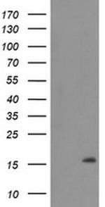 C20orf30 Antibody in Western Blot (WB)