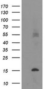C20orf30 Antibody in Western Blot (WB)