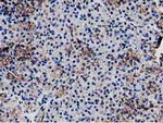 C20orf43 Antibody in Immunohistochemistry (Paraffin) (IHC (P))
