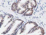 C20orf43 Antibody in Immunohistochemistry (Paraffin) (IHC (P))
