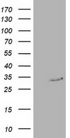 C20orf43 Antibody in Western Blot (WB)