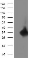 C20orf43 Antibody in Western Blot (WB)