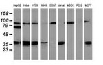C20orf43 Antibody in Western Blot (WB)