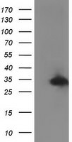 C20orf43 Antibody in Western Blot (WB)