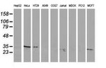 C20orf43 Antibody in Western Blot (WB)