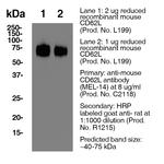 CD62L Antibody in Western Blot (WB)