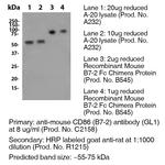 CD86 Antibody in Western Blot (WB)