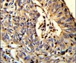 TSPEAR Antibody in Immunohistochemistry (IHC)