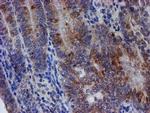 C21orf56 Antibody in Immunohistochemistry (Paraffin) (IHC (P))