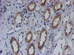 C21orf56 Antibody in Immunohistochemistry (Paraffin) (IHC (P))