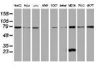 C21orf56 Antibody in Western Blot (WB)