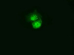 C21orf59 Antibody in Immunocytochemistry (ICC/IF)