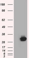 C21orf59 Antibody in Western Blot (WB)