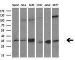 C21orf59 Antibody in Western Blot (WB)