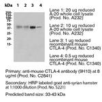 CTLA-4 Antibody in Western Blot (WB)