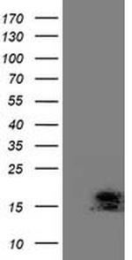 C2orf40 Antibody in Western Blot (WB)