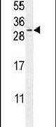 TEX37 Antibody in Western Blot (WB)
