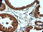 C2orf56 Antibody in Immunohistochemistry (Paraffin) (IHC (P))