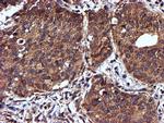 C2orf56 Antibody in Immunohistochemistry (Paraffin) (IHC (P))