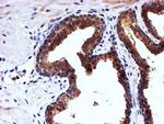 C2orf56 Antibody in Immunohistochemistry (Paraffin) (IHC (P))