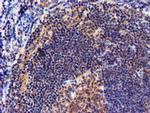 C2orf56 Antibody in Immunohistochemistry (Paraffin) (IHC (P))