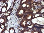 C2orf56 Antibody in Immunohistochemistry (Paraffin) (IHC (P))