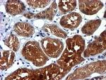 C2orf56 Antibody in Immunohistochemistry (Paraffin) (IHC (P))