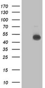 C2orf56 Antibody in Western Blot (WB)