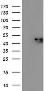 C2orf56 Antibody in Western Blot (WB)