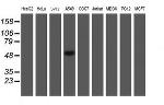 C2orf56 Antibody in Western Blot (WB)
