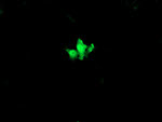 C2orf62 Antibody in Immunocytochemistry (ICC/IF)