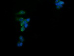 C2orf62 Antibody in Immunocytochemistry (ICC/IF)