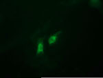 C2orf62 Antibody in Immunocytochemistry (ICC/IF)