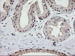 C2orf62 Antibody in Immunohistochemistry (Paraffin) (IHC (P))
