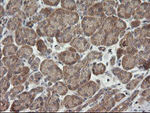 C2orf62 Antibody in Immunohistochemistry (Paraffin) (IHC (P))