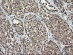 C2orf62 Antibody in Immunohistochemistry (Paraffin) (IHC (P))