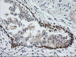 C2orf62 Antibody in Immunohistochemistry (Paraffin) (IHC (P))