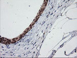 C2orf62 Antibody in Immunohistochemistry (Paraffin) (IHC (P))