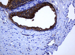 C2orf62 Antibody in Immunohistochemistry (Paraffin) (IHC (P))