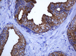C2orf62 Antibody in Immunohistochemistry (Paraffin) (IHC (P))