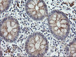 C2orf62 Antibody in Immunohistochemistry (Paraffin) (IHC (P))