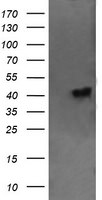 C2orf62 Antibody in Western Blot (WB)