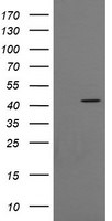 C2orf62 Antibody in Western Blot (WB)