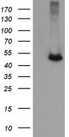 C2orf62 Antibody in Western Blot (WB)
