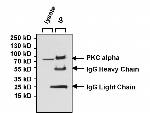 Mouse IgG (H+L) Secondary Antibody in Immunoprecipitation (IP)
