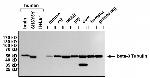 Mouse IgG (H+L) Secondary Antibody in Western Blot (WB)