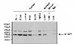 Mouse IgG (H+L) Secondary Antibody in Western Blot (WB)