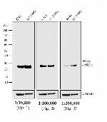 Mouse IgG (H+L) Secondary Antibody in Western Blot (WB)