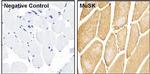 Rabbit IgG (H+L) Secondary Antibody in Immunohistochemistry (Paraffin) (IHC (P))