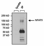 Rabbit IgG (H+L) Secondary Antibody in Immunoprecipitation (IP)